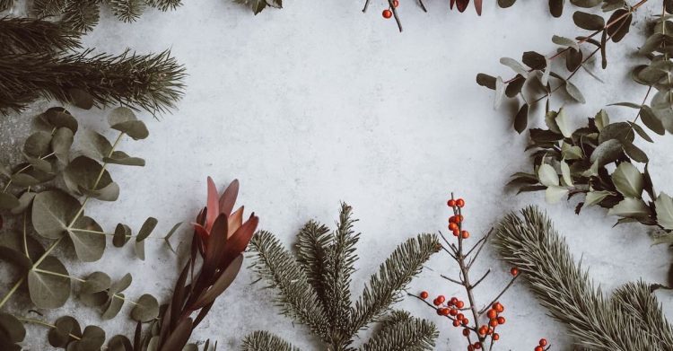 Assorted winter plants. Photo by Annie Spratt, Unsplash